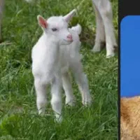 دو دندان