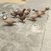 کفتر13جوجه زردسرخ کرمونی