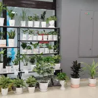 فروش انواع گیاهان آپارتمانی و باغچه