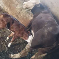 گاو ماده
