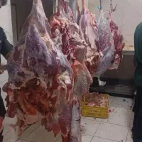 پخش گوشت گوساله