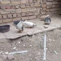 کفتر
