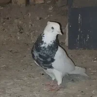 کفتر