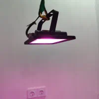 چراغ رشد گیاه بنفش