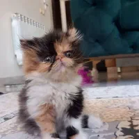گربه پرشین اگزوتیک لانگ هیرماده صدرا فاز یک
