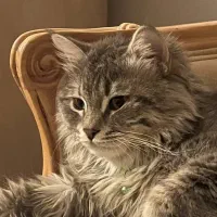 گربه نر خوشگل نژاددار جهت جفتگیری