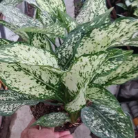 فروش گل آگلنما برفی و نهال کیوی