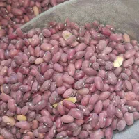 انواع حبوبات، کشمش پلویی و ذرت پفیلا