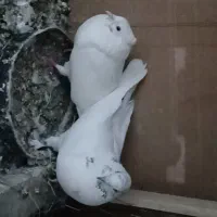 کبوتر مایع