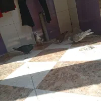 کبوتر رنگی نر