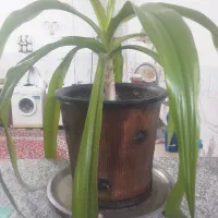 فروش گل