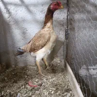 فروش مرغ لاری آلمانی