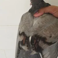 جوجه کبوتر سبز خاص نسل رواعب