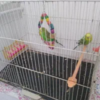 دو عدد مرغ عشق دستی