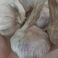 سیر