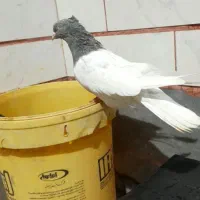 گمشده
