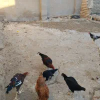 فروش جوجه خروس محلی اصل درشت