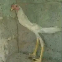 جوجه رنگی