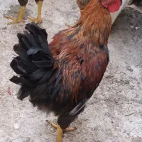 خروس جوان