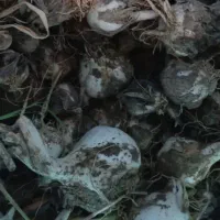 موسیر کوهی کوهرنگ