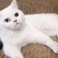 گربه بریتیش