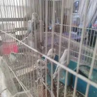 مرغ عشق