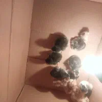 مرغ گلین و جو