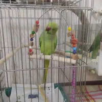 طوطی ملنگو