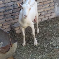 بز سانن جوان
