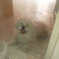 گمشده