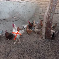 جوجه محلی