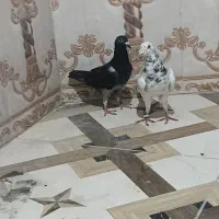 ۲جفت کبوتر
