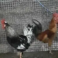 سه عدد خروس گلین قلم سبز خوش دم وتاج فروشی