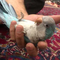 طوطی راهب ماده آبی ۱۸ فوری