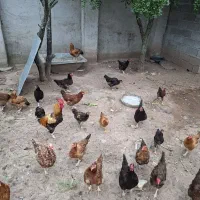 مرغ|حیوانات مزرعه|سنگر, |دیوار