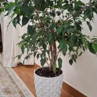 بنجامین سبز سرحال