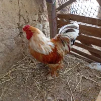 خروس|حیوانات مزرعه|ارم, |دیوار