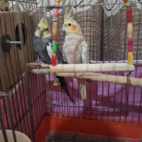 عروس هلندی مولد