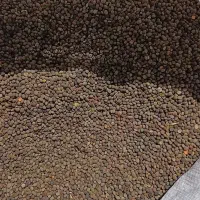 قارا دنه (سیاه دانه)
