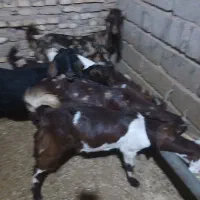 فروش ۶ تیر بز نژدی مناسب نگهداری و پروار