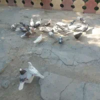 ۱۵تاکبوترسرحال هرکه خواست درخدمتم