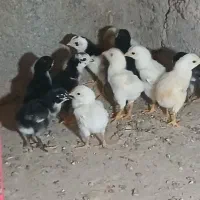 جوجه لاری