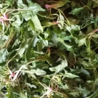 اسفناج کوهی