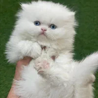 بچه گربه های پرشین سفید