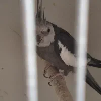عروس هلندی جفت مولد