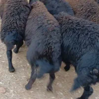 فروش برماده