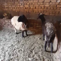 بره میش
