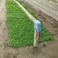 شیتیل گوجه  فرنگی