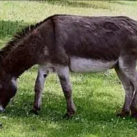 خر یا الاغ نر