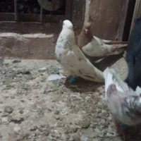 تهرانی